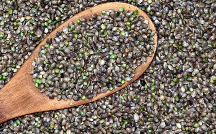 Hemp Cannabis Seeds