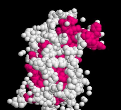 Human Growth Hormone: Does HGH Slow Down Aging? HGH